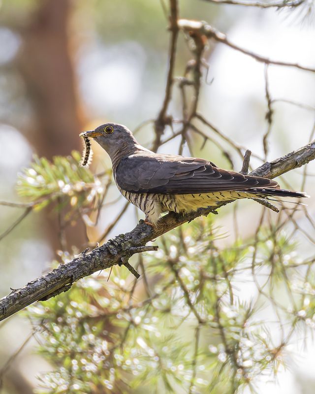кукушка, птицы Кукушкаphoto preview