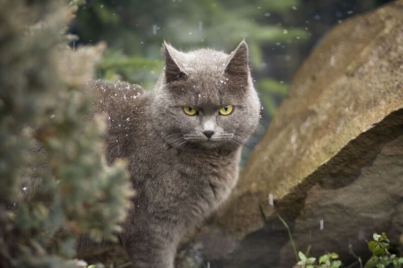 кошка, снег Василиса и первый снег фото превью