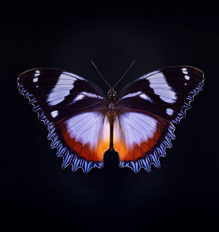 hypolimnas dexithea Hypolimnas dexitheaphoto preview