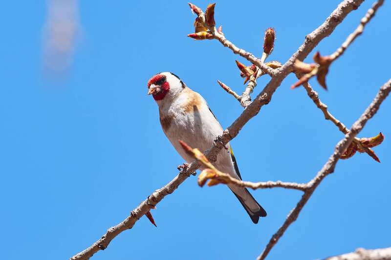 bird, birds, volgograd, russia, wildlife,  #photo preview