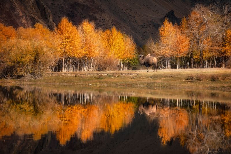altay, autumn, landscape, topview, foggy, misty, photographer Про отражение и верблюдаphoto preview