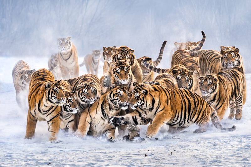 Борьба за призphoto preview