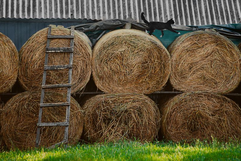 В деревне летомphoto preview