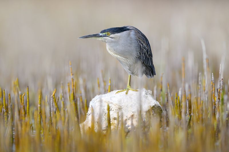 птица, фотоохота, цапля, природа, фауна Зеленая квакваphoto preview