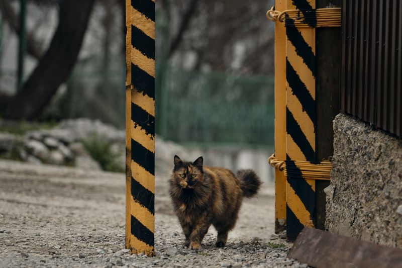 улица, столбы, окрас, котейка Хамелеонphoto preview