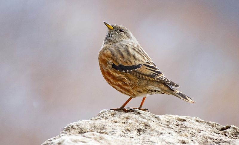 завирушка птица Альпийская завирушкаphoto preview