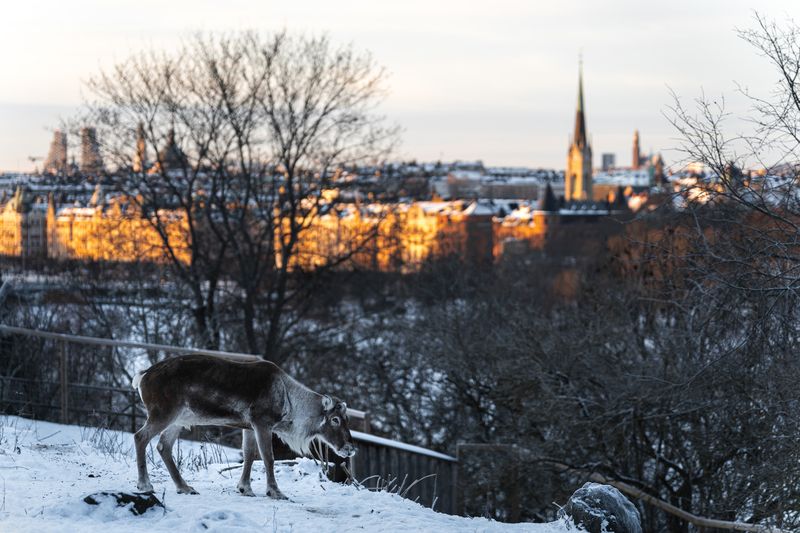 Стокгольм, олень, зима, закат Северный дух в городском ритмеphoto preview