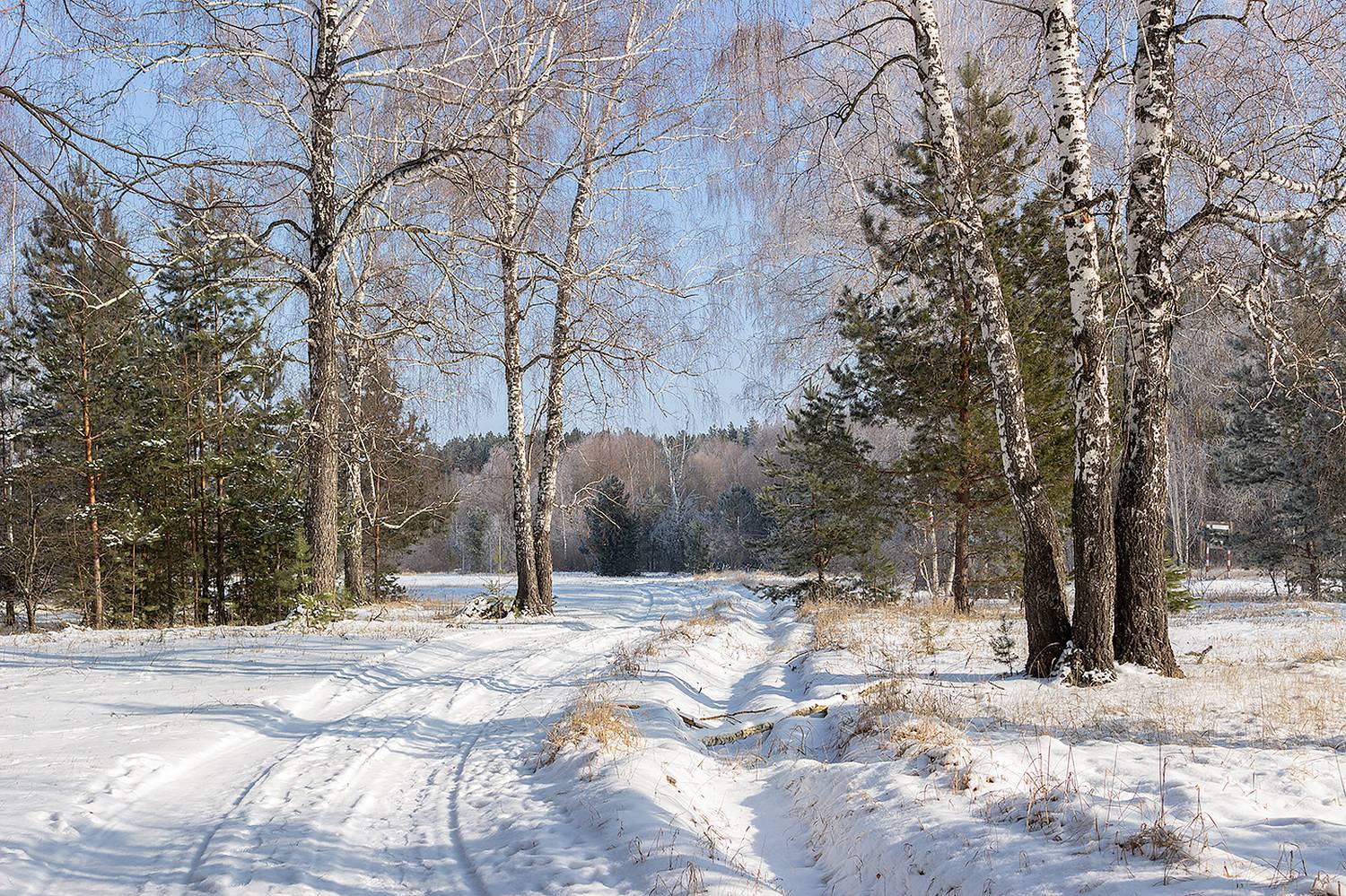 лес, деревья, зима, иней, природа, Востриков Руслан