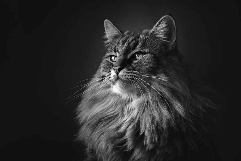 monochrome, black, and , white, natural light, photography, cat, feline, animal, pets, maine, coon,window, light Havanna фото превью