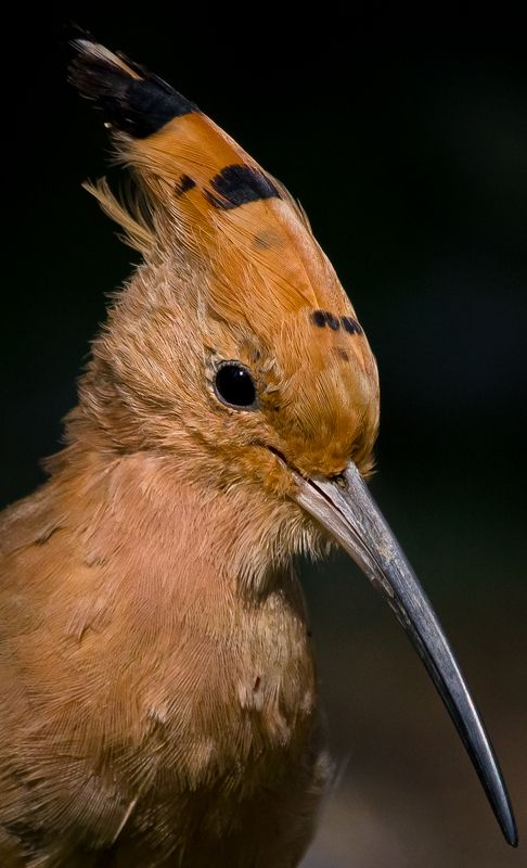 #bird #natgeo #photography #birdphotography #nature #beeeater #green #animal #wildlife #owlet Eurasian Hoppephoto preview