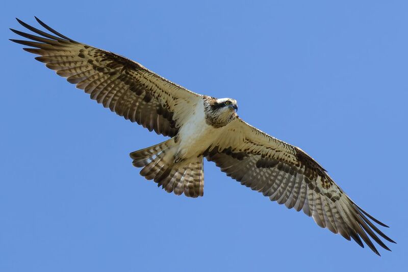 Скопаphoto preview