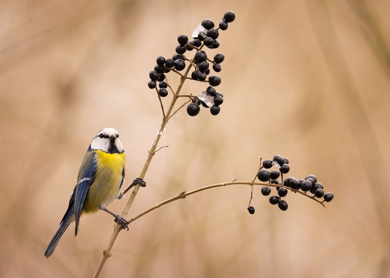 Titmousephoto preview