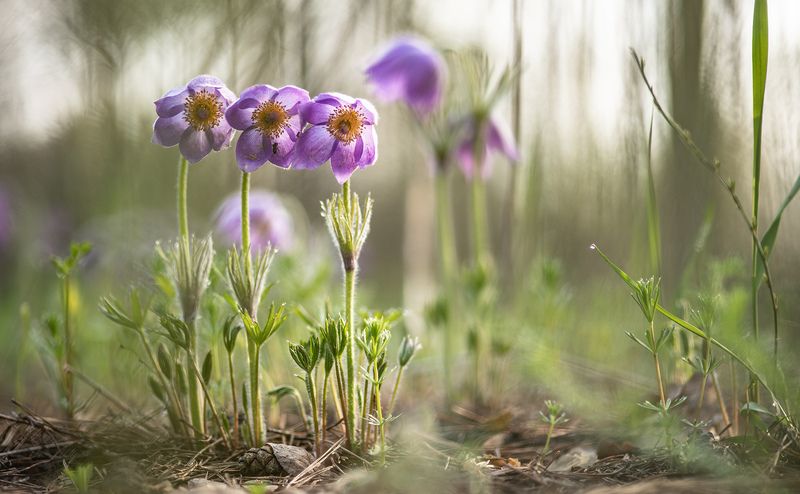 сон трава, россия, весна, апрель, пчела, воронеж, красота, nikon d 850, carl zeiss makro-planar t* 100mm f/2 zf.2 Сон... навеянный пчелой...photo preview