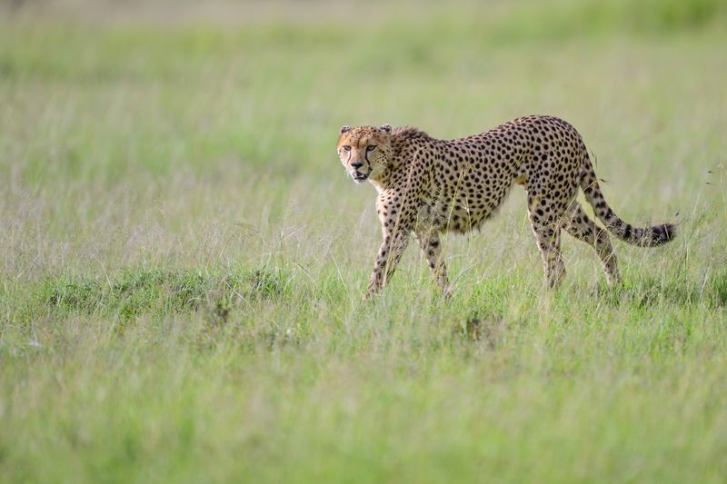 Взгляд исподлобьяphoto preview