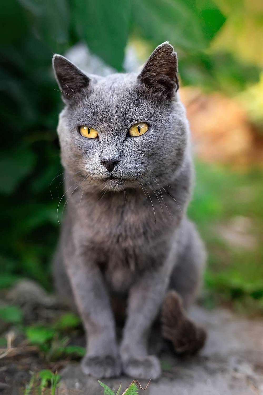 , Корнеев Алексей