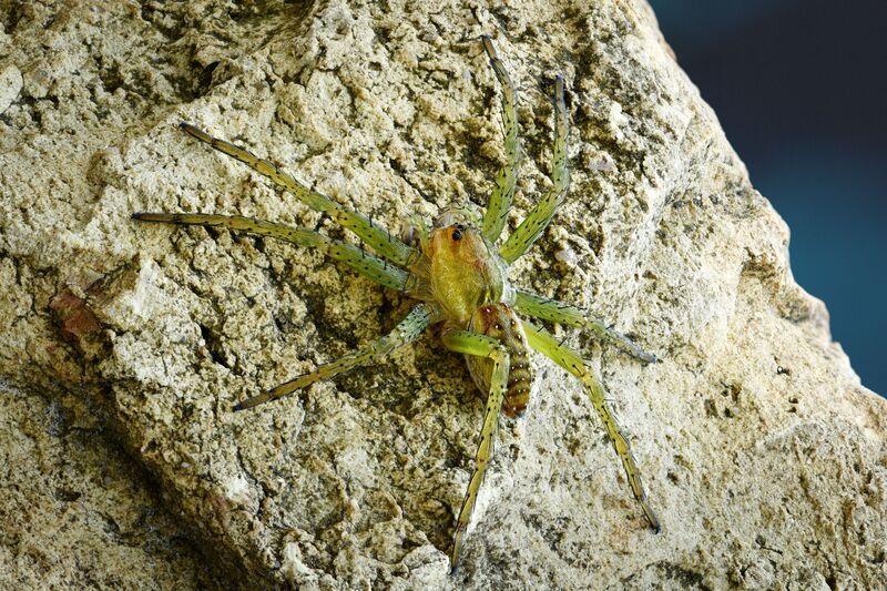 Dolomedes fimbriatus photo preview