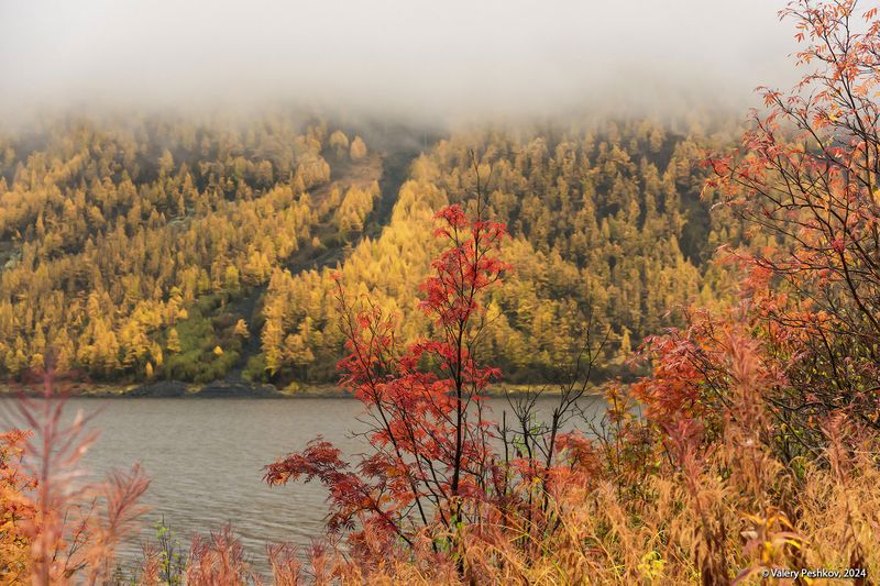плато путорана, озеро, дюпкун, золотая осень, лиственницы, таймыр, заполярье, владимир коваль Неумолимая северная осеньphoto preview