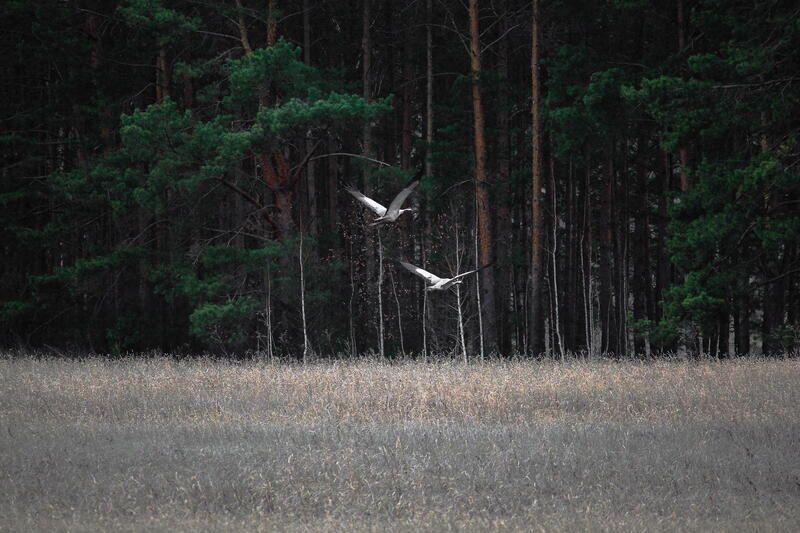 Апрельphoto preview