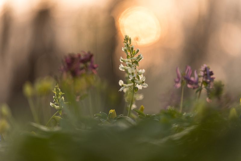 Весна в лесуphoto preview