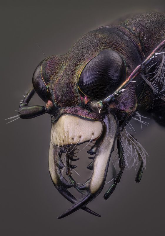 cicindela hybrida Cicindela hybridaphoto preview