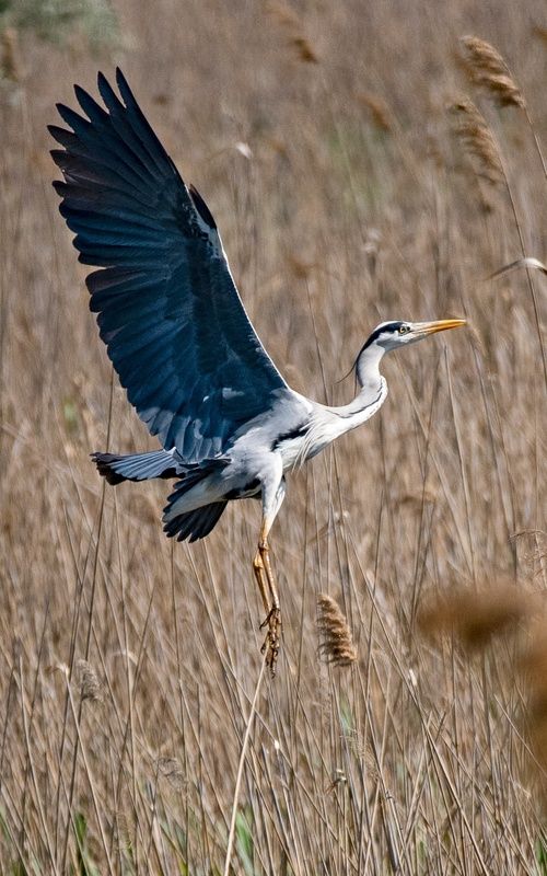 цапля птица Взлет серой цаплиphoto preview