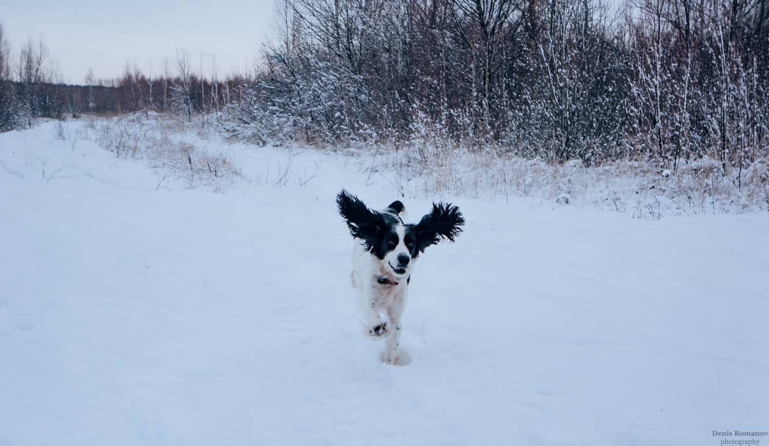 dog,собака,спаниель,spaniel, Romanov Denis
