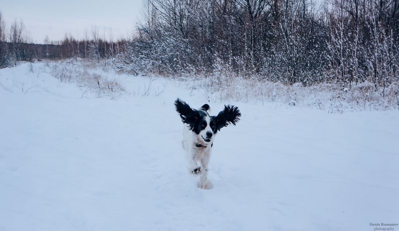 dog,собака,спаниель,spaniel ***photo preview
