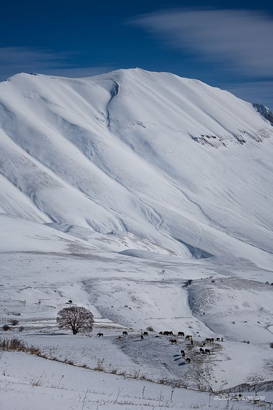 snow winter umbria italy tree horses castelluccio A light snowfall at Castelluccio фото превью