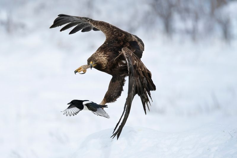 Беркут преследующий сорокуphoto preview