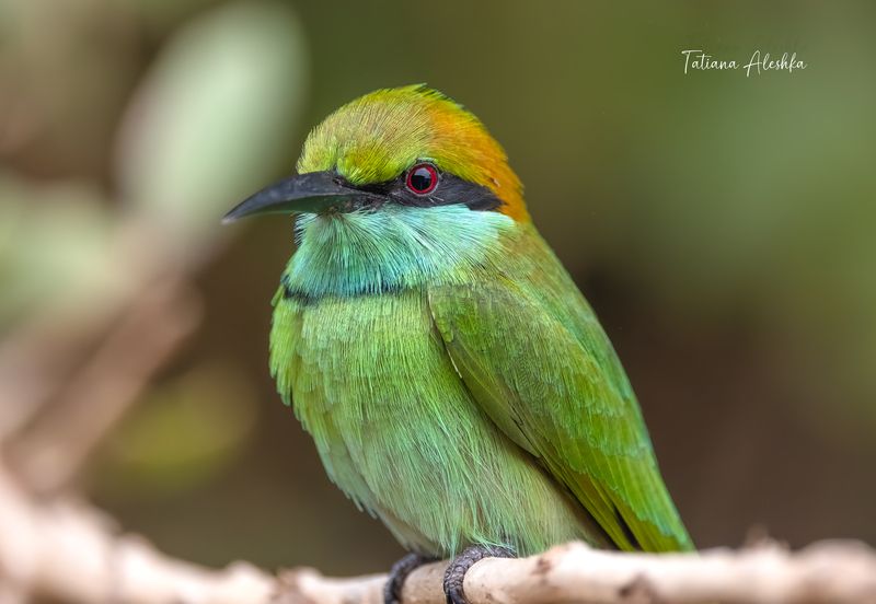 Портрет малой зеленой щурки (Asian green bee-eater)photo preview