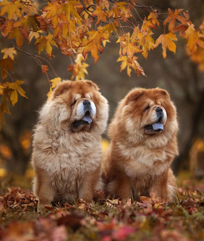 chow-chow,dogs,pets,animal,canine,leaves,autumn,colors,ambient,warm,photography,natural,light,explore,canon,park Ozzy&Florinda фото превью
