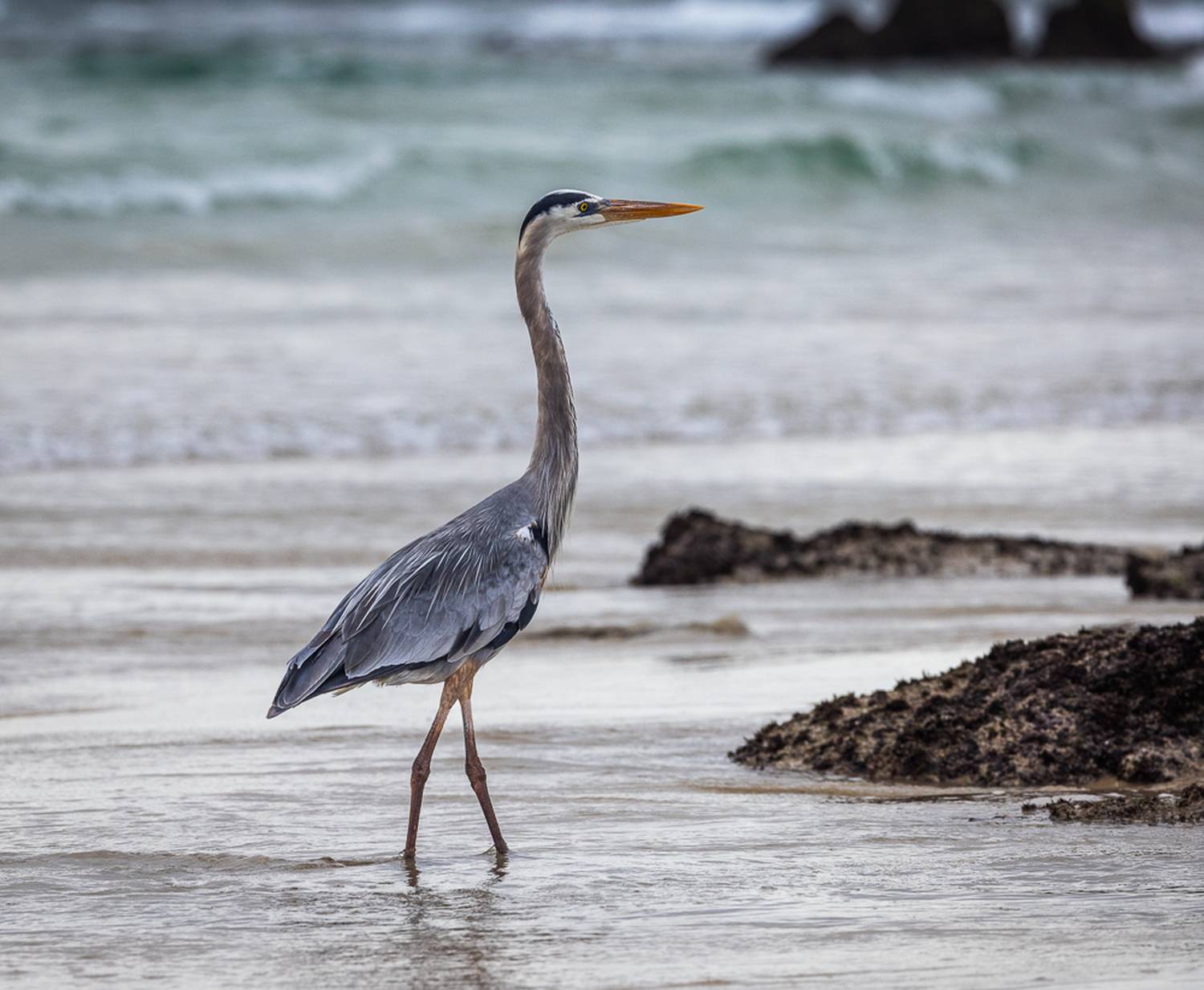 , Лозицкий Александр