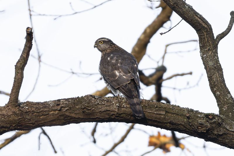 перепелятник, ястреб, птицы Перепелятникphoto preview