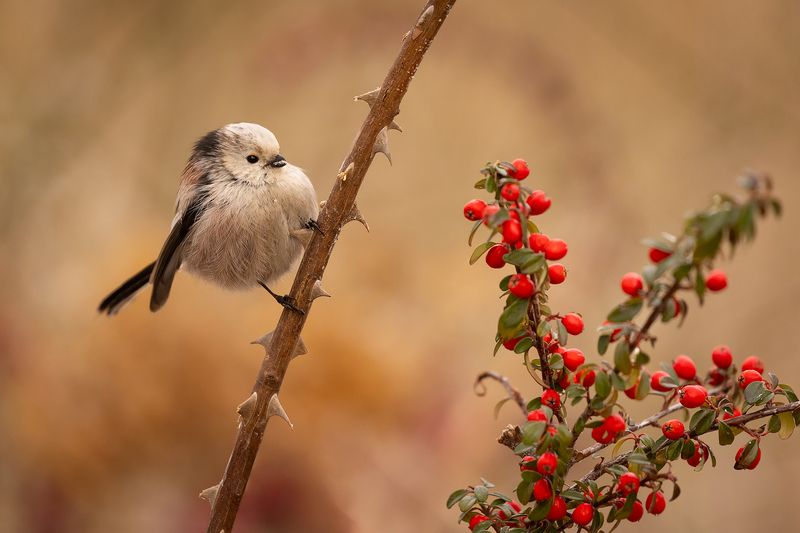Long-tailed Tiphoto preview