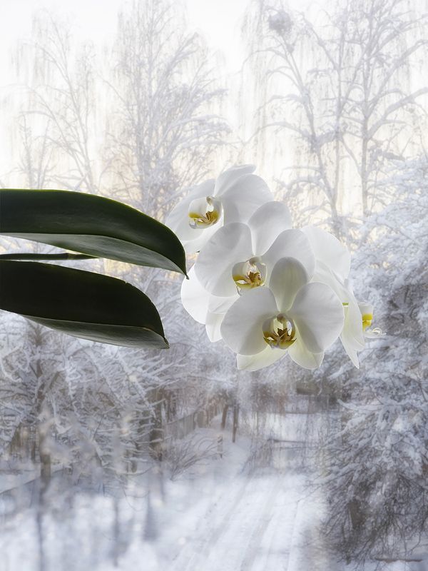 пейзаж за окном, зима, орхидея Февральская рапсодияphoto preview