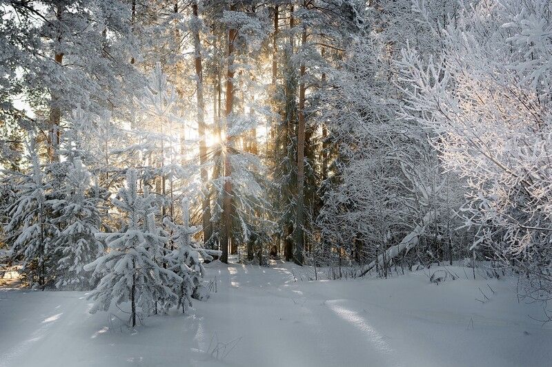 зима, рассвет. восход, свет, мороз, ветви, лучи Настоящая зимаphoto preview