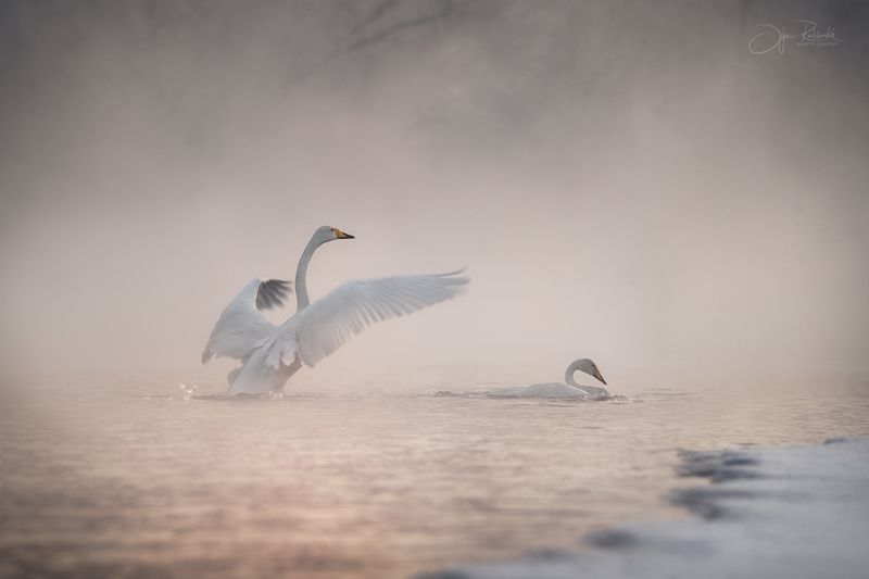 лебедь, лебедь-кликун, птицы, алтай, алтайский край, зима, туман, светлое Не уходи фото превью