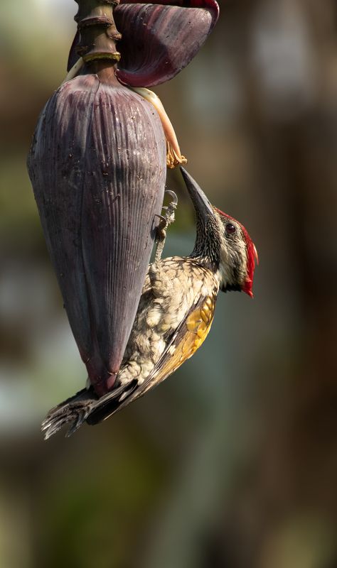 #bird #natgeo #photography #birdphotography #nature #beeeater #green #animal #wildlife #owlet Black-rumped flamebackphoto preview