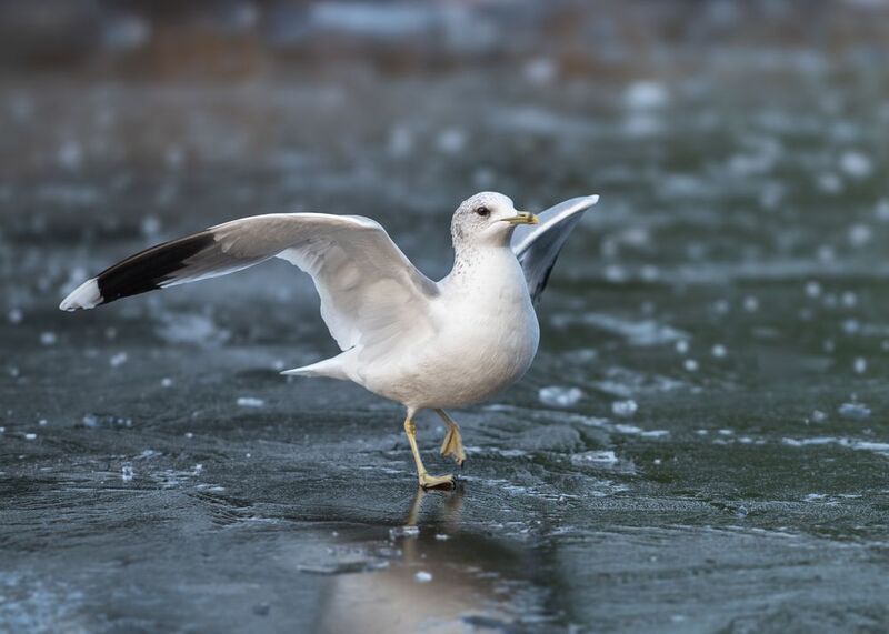 сизая чайка, взлёт, посадка, лёд, common gull; larus canus; ice; take off; landing То взлет, то посадка...photo preview