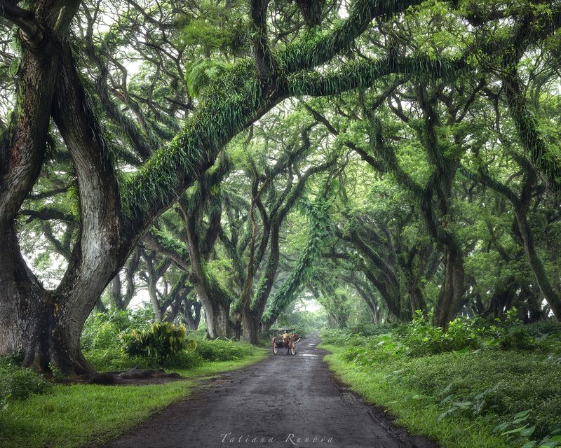 Ява. Индонезия фото превью