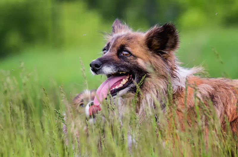 собака, щенок, *** (2 фото)photo preview