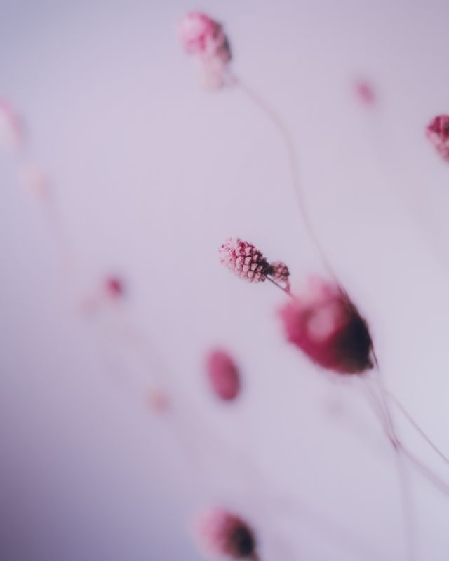 Sanguisorbaphoto preview