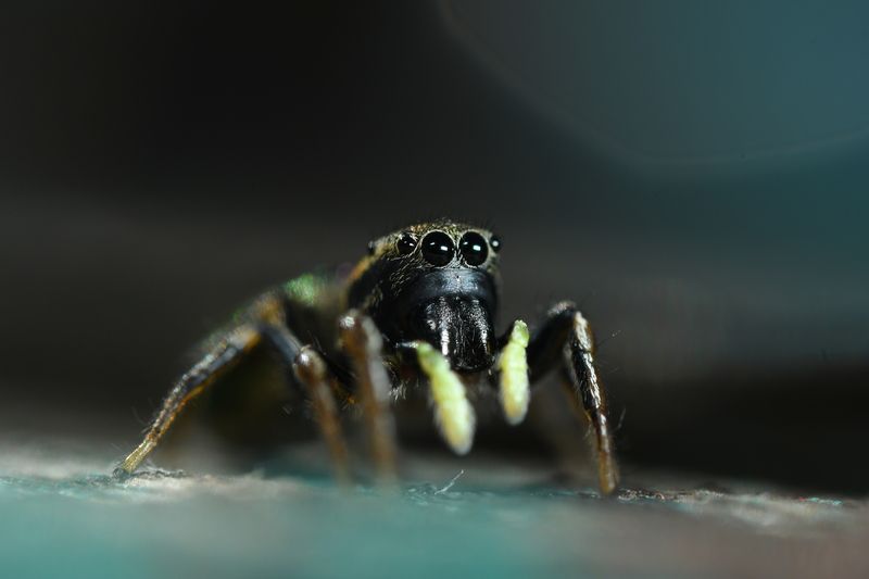 паук скакунчик Мимишный охотникphoto preview