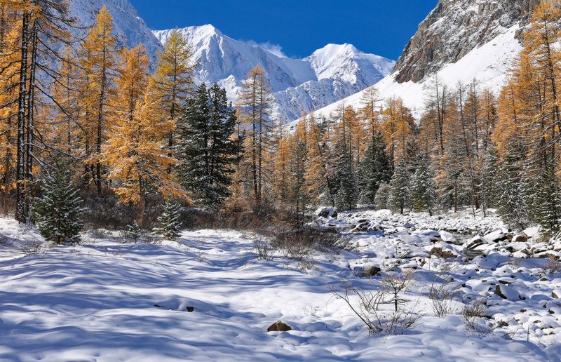 Алтай, Актру, Горный Алтай В ущелье Актруphoto preview