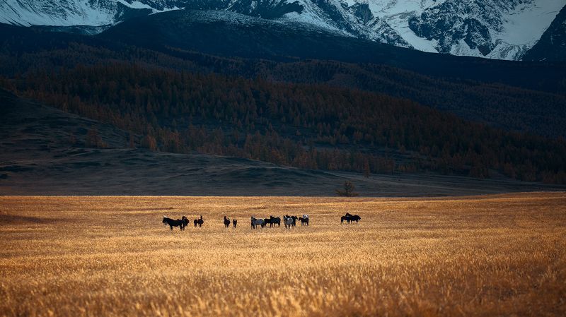 Горы, Кони, Степь Кониphoto preview