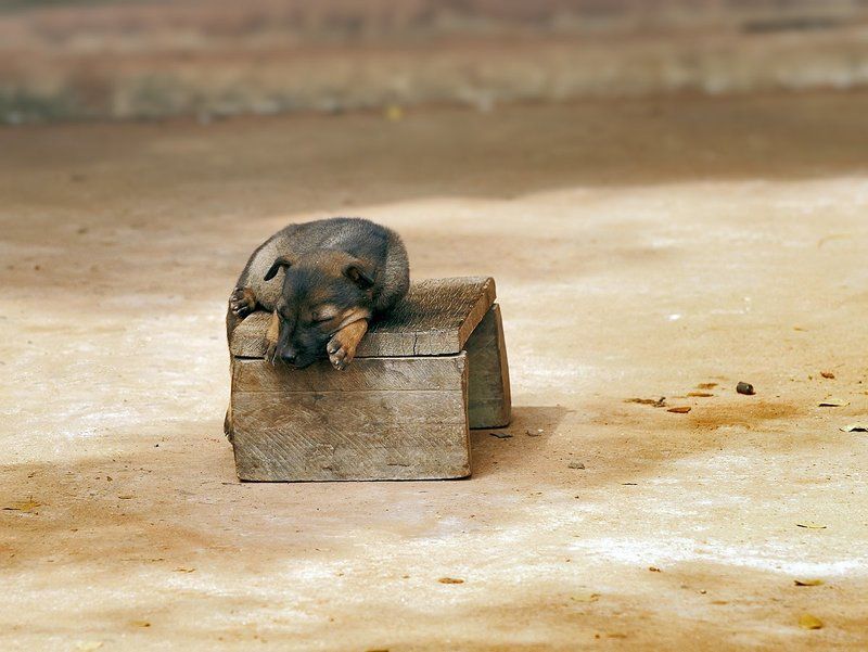 Смышленый...photo preview