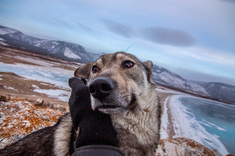 Байкал, Иркутск, Красноярский край, Пёс, Россия, Сибирь, Цаган-Хушун Байкальский пёсphoto preview