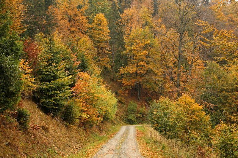 Autumn colorsphoto preview