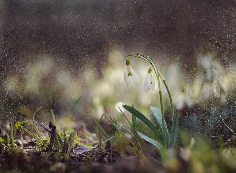подснежник photo preview