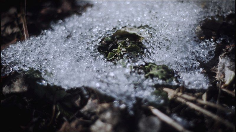 Весна, Листья, Природа, Снег Завесневелоphoto preview